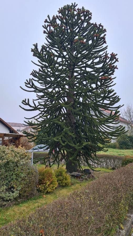 Araucaria araucana tree with geometric branching
