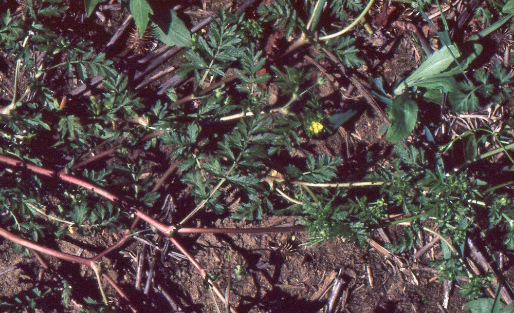 Niedriges Fingerkraut in voller Blüte auf einer trockenen Böschung, mit gefiederten Blättern und leuchtend gelben Blüten