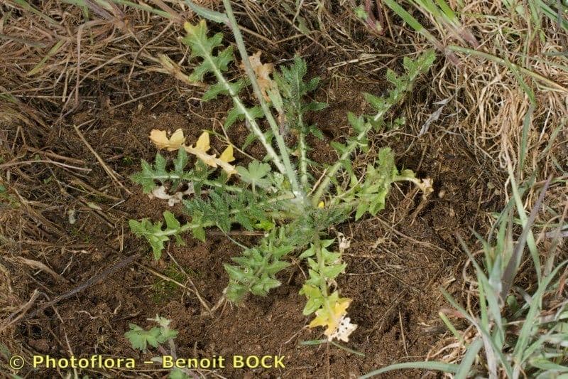 Coincya monensis plant met gele bloemen
