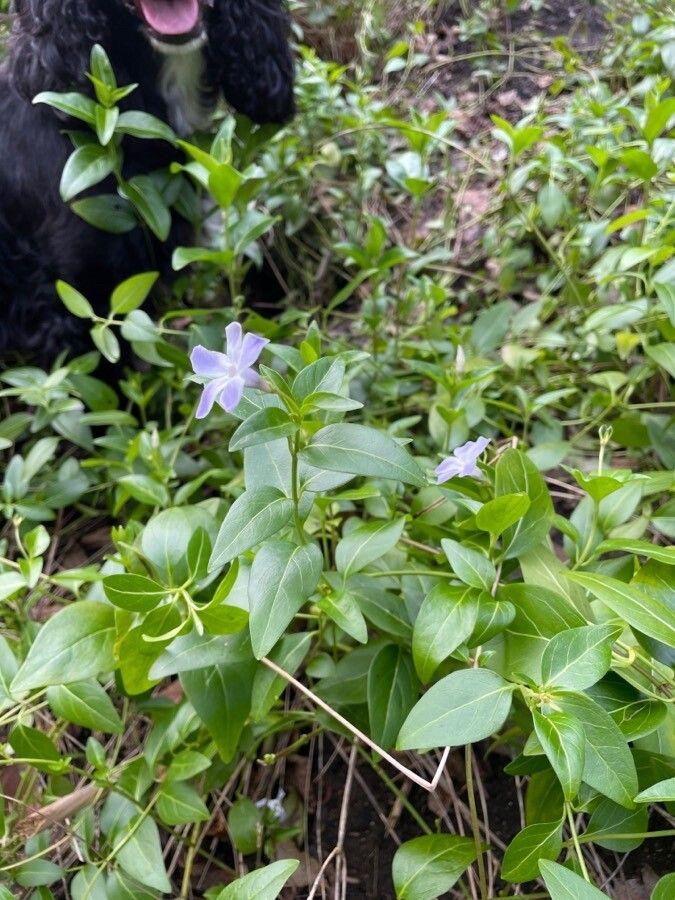 Vinca difformis blüht im März unter einem lichten Gehölzrand