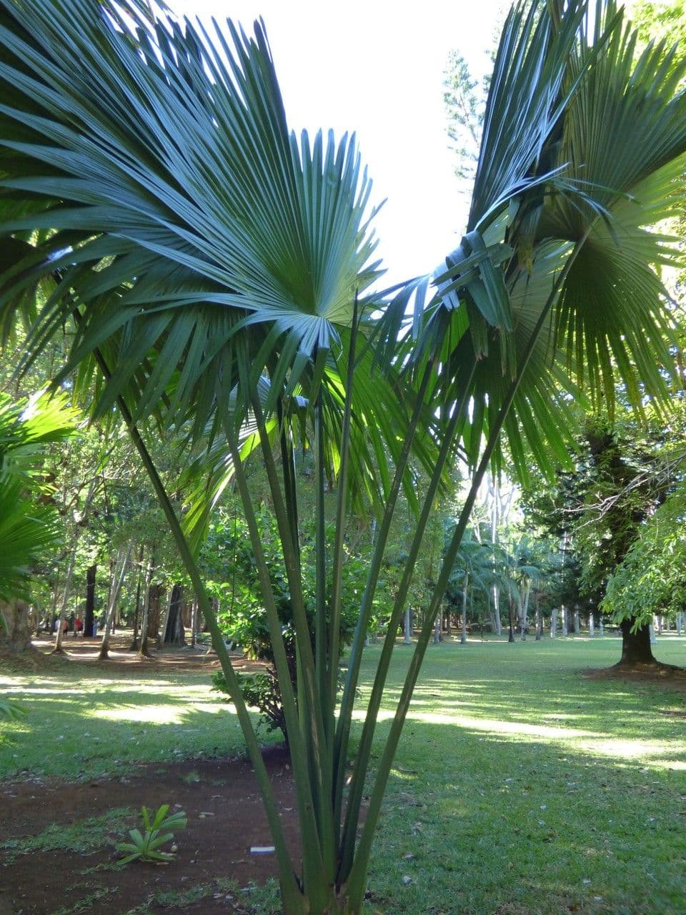 Reusachtige waaierbladen van de Corypha umbraculifera palm