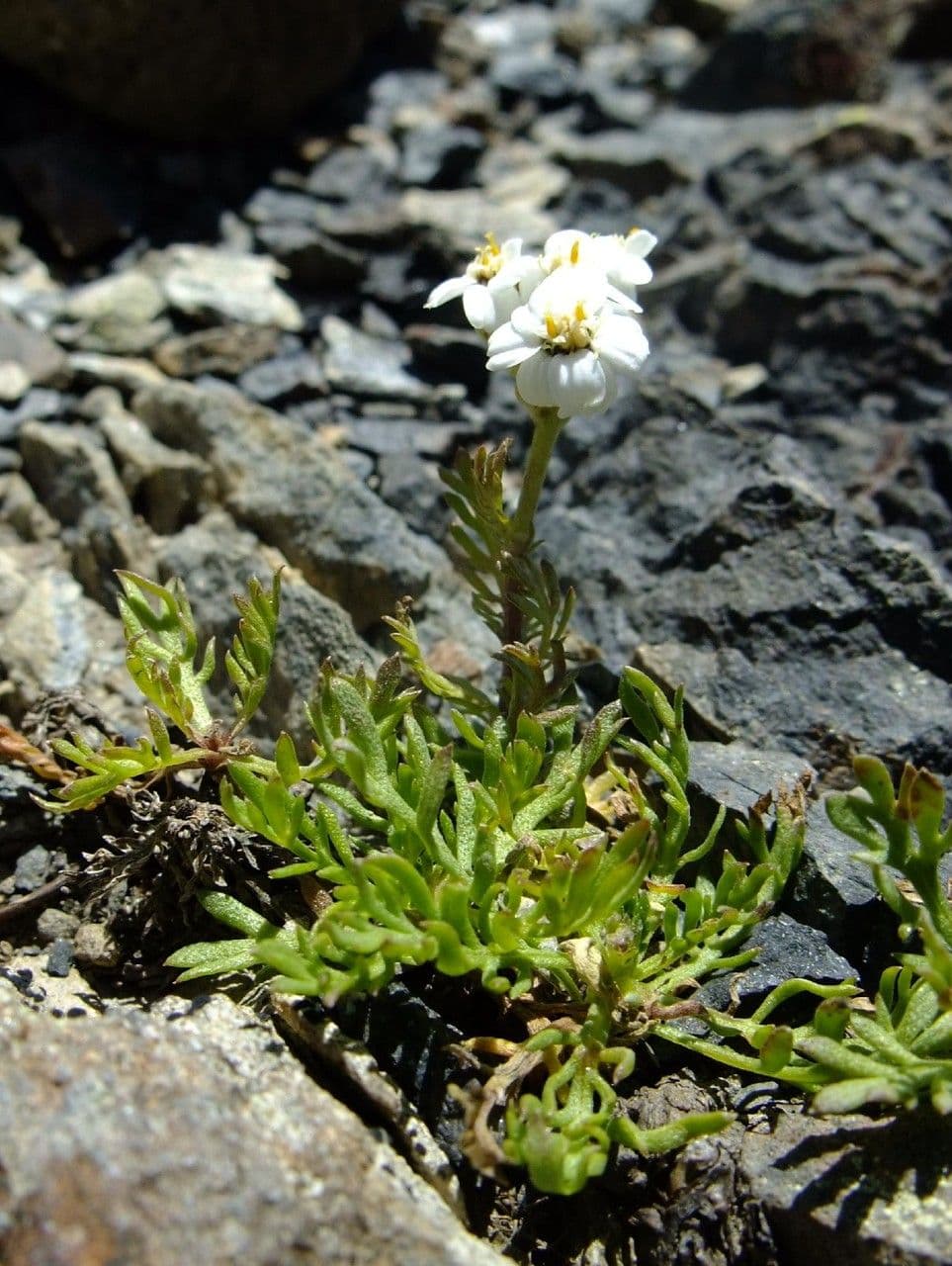 Achillea erba-rotta musk milfoil flower