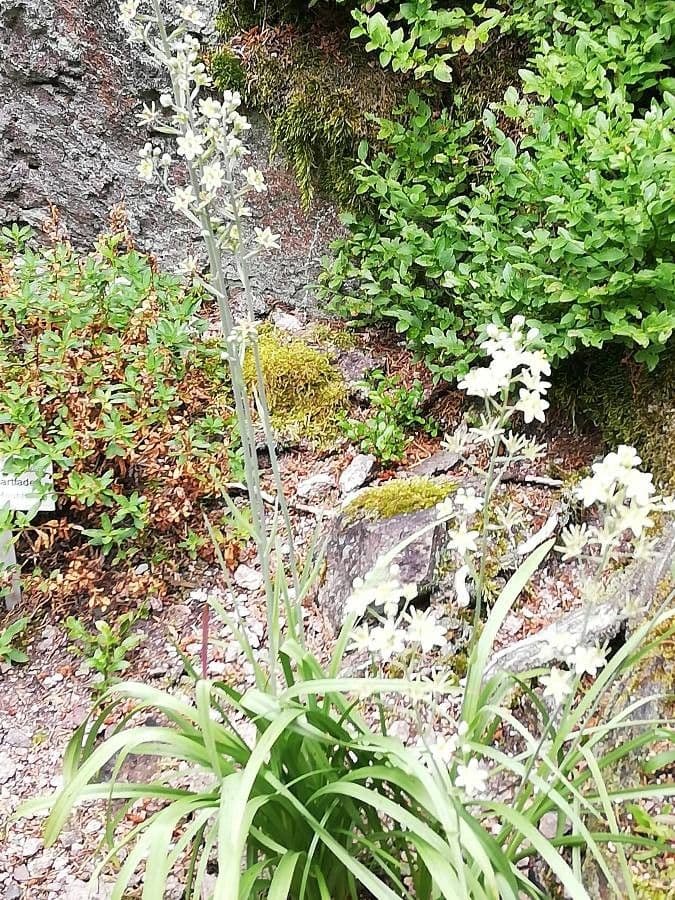 Anticlea elegans mit zarten Bluten in alpiner Umgebung