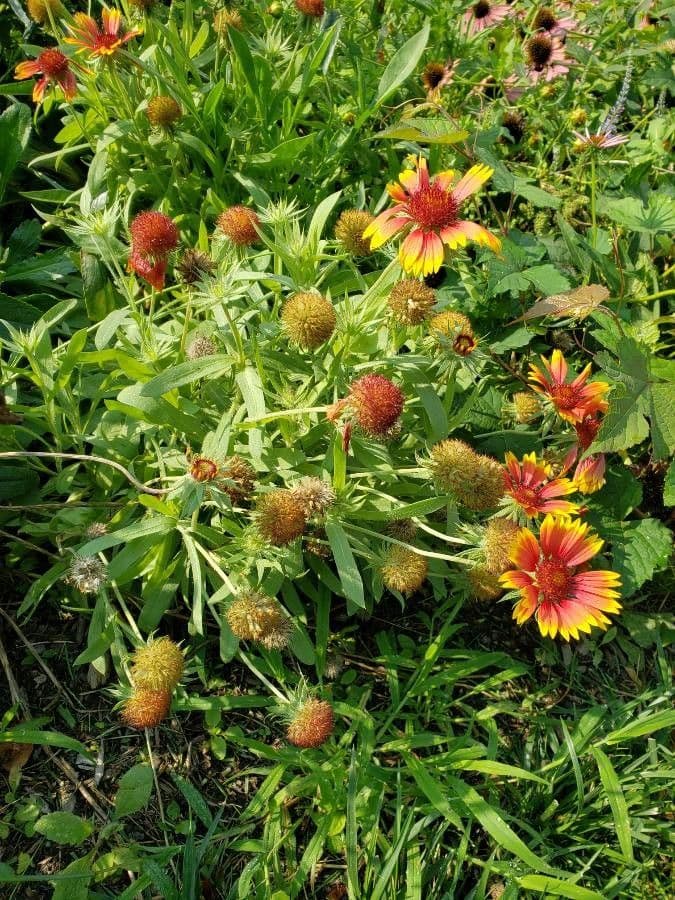 Gaillardia pulchella aux fleurs rouges et jaunes