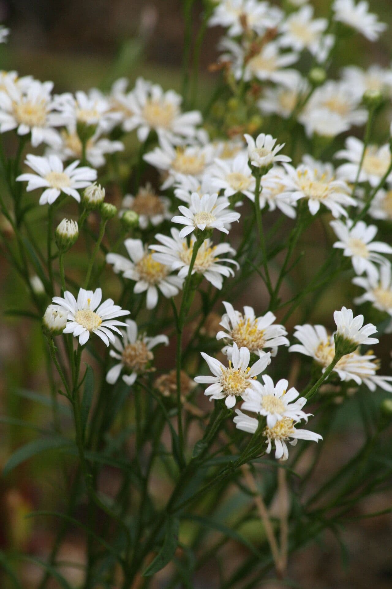 Solidago ptarmicoides weisse sternformige Blutenkopfchen im Prariegarten