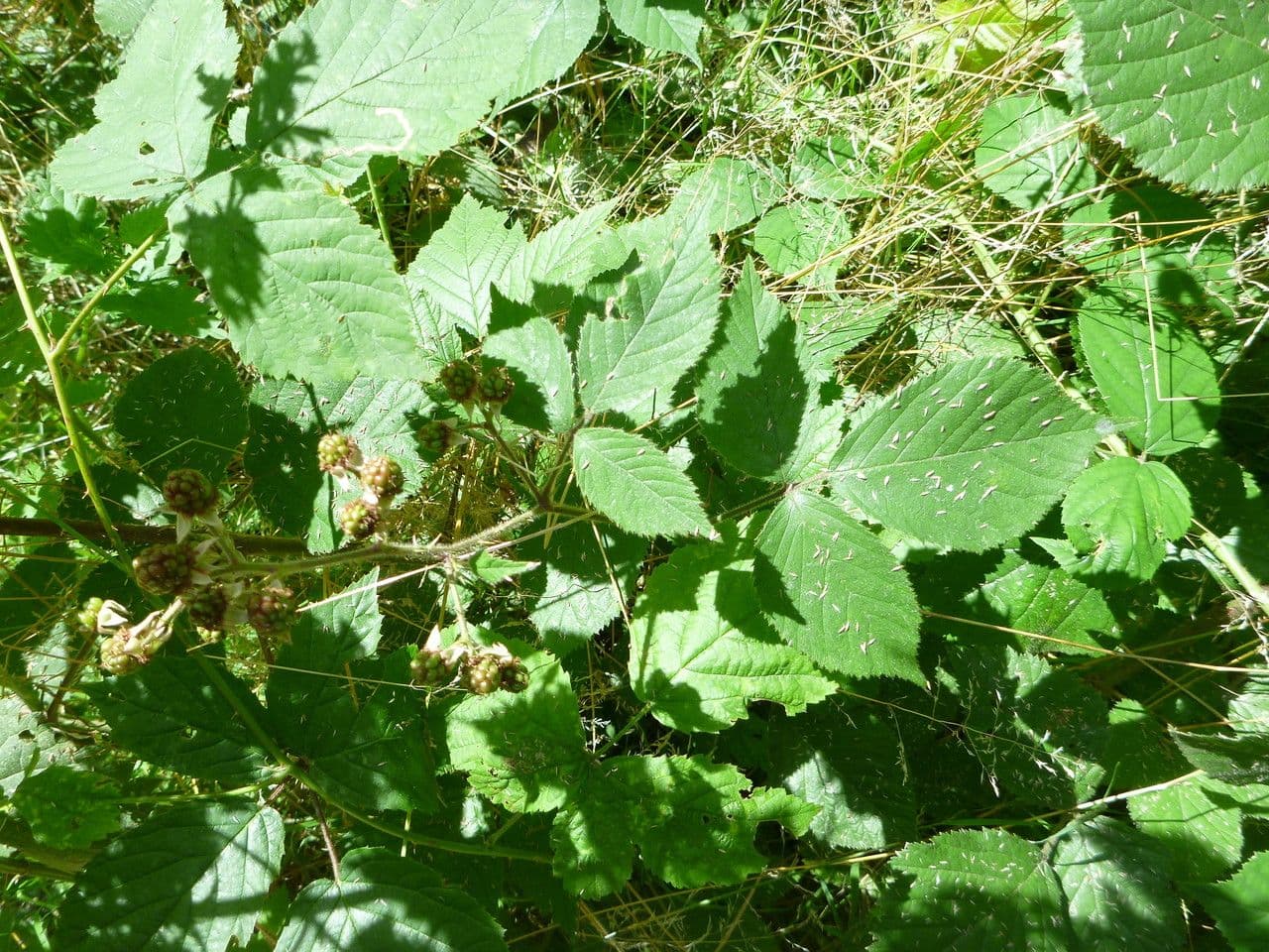 Leaves and fruit of Rubus guestphalicus
