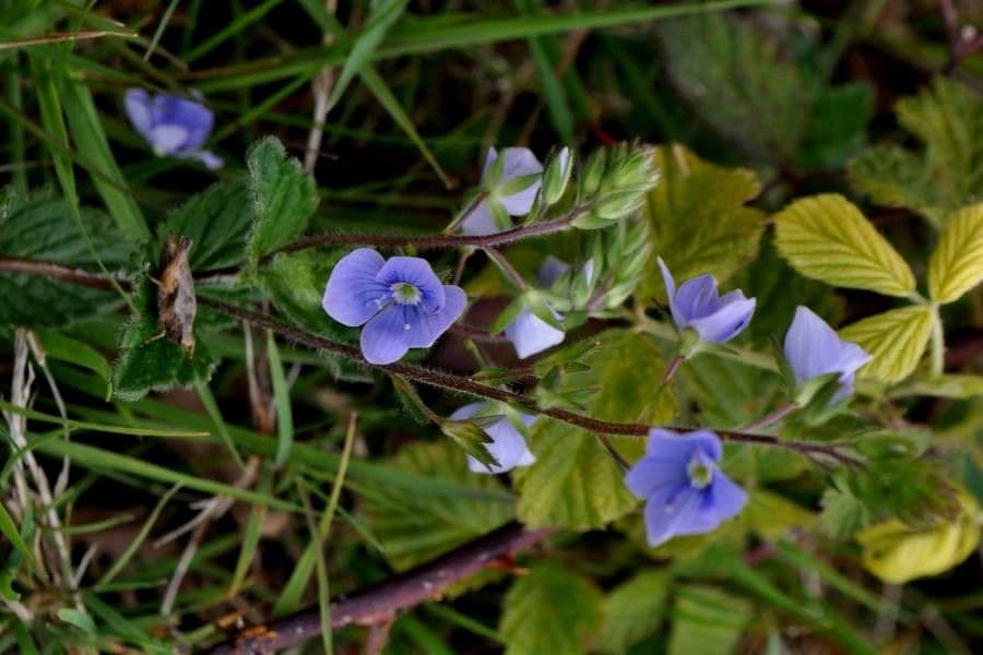 Gewone ereprijs met blauwe bloemen in weidemeving