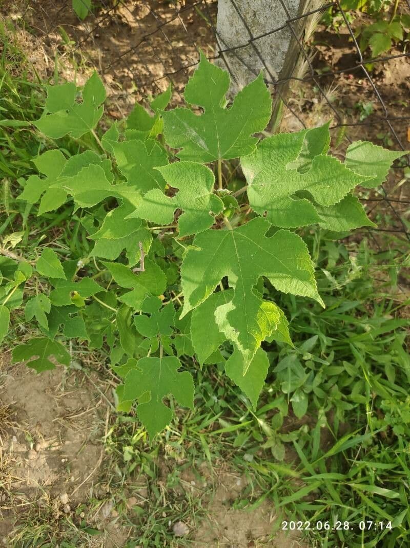 Broussonetia papyrifera Papierfeigenbaum Blätter und Form