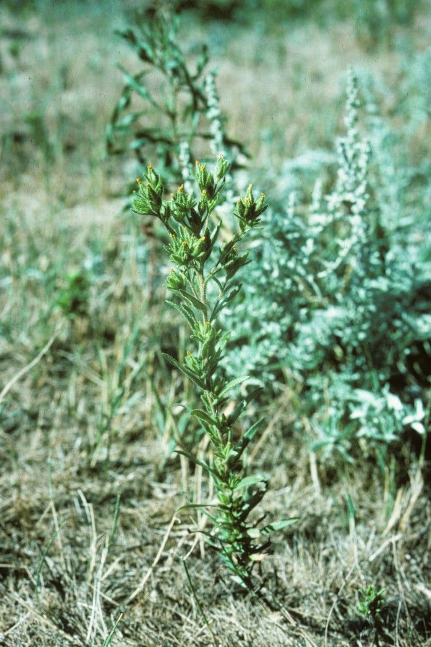 Madia glomerata mountain tarweed with yellow flowers