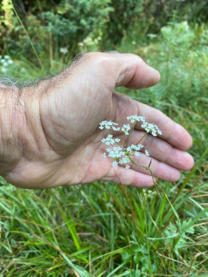 Weiße Blüten der Pimpinella saxifraga in Blüte