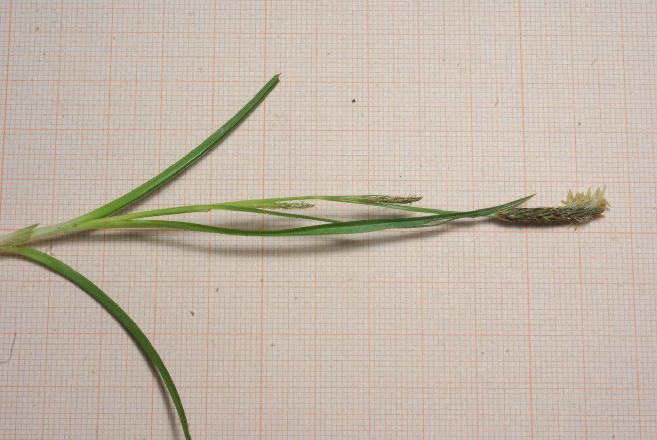 Entferntährige Segge in einer natürlichen Feuchtwiese mit hellgrünen Blättern und locker stehenden Ähren