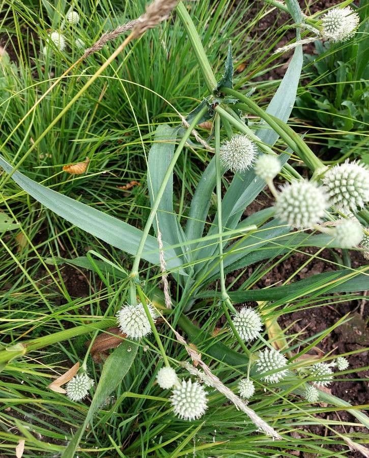 Prairiekruisdistel (Eryngium yuccifolium) met ronde, blauwig-witte bolbloemen en lange yuccaachtige bladeren