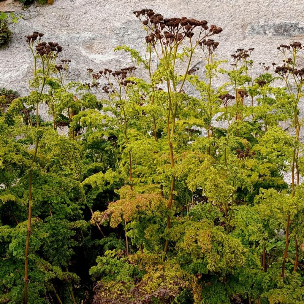 Artemisia genipi met fijngevederde, zilvergroene bladeren en slanke bloemtrossen op een rotsachtige alpiene locatie