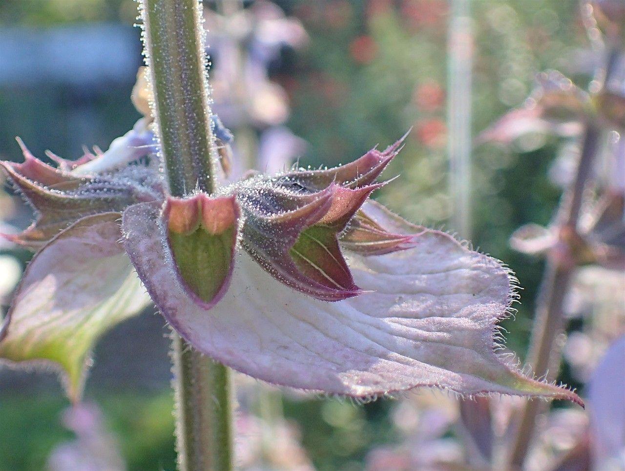 Muskatellersalbei mit hohen Stielen und cremefarbenen Blüten in einer sonnigen Beetecke
