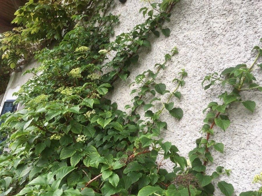 Hydrangea petiolaris klettert an einer Steinmauer entlang mit dunklem Laub und weißen Blütendolden im Sommer