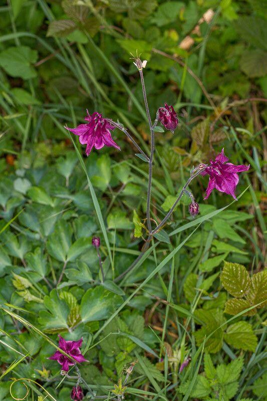 Donkere akelei met blauwe bloemen in een rotsachtige tuin, omgeven door varens en steenkruid