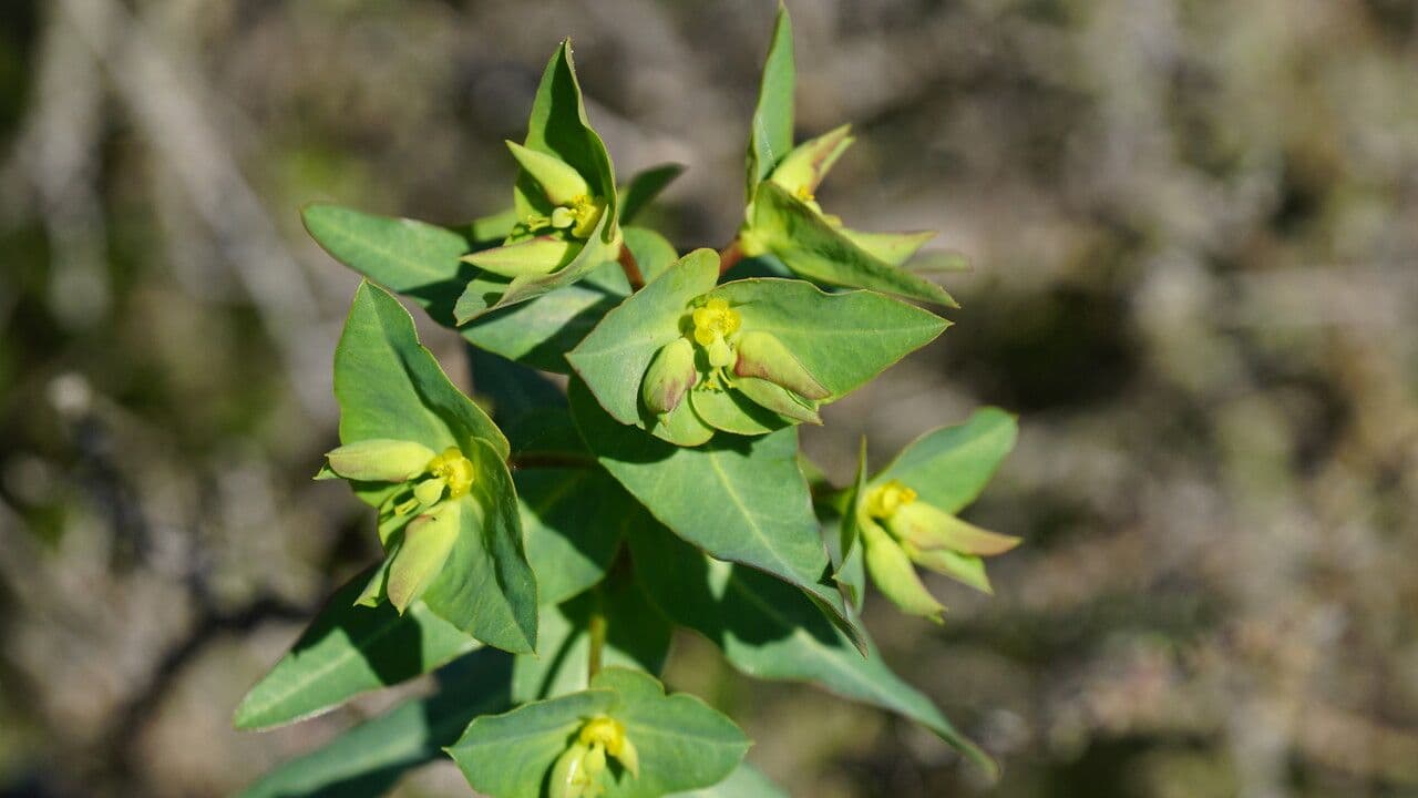 Euphorbia lagascae met gele cyathen en groen bladerdek