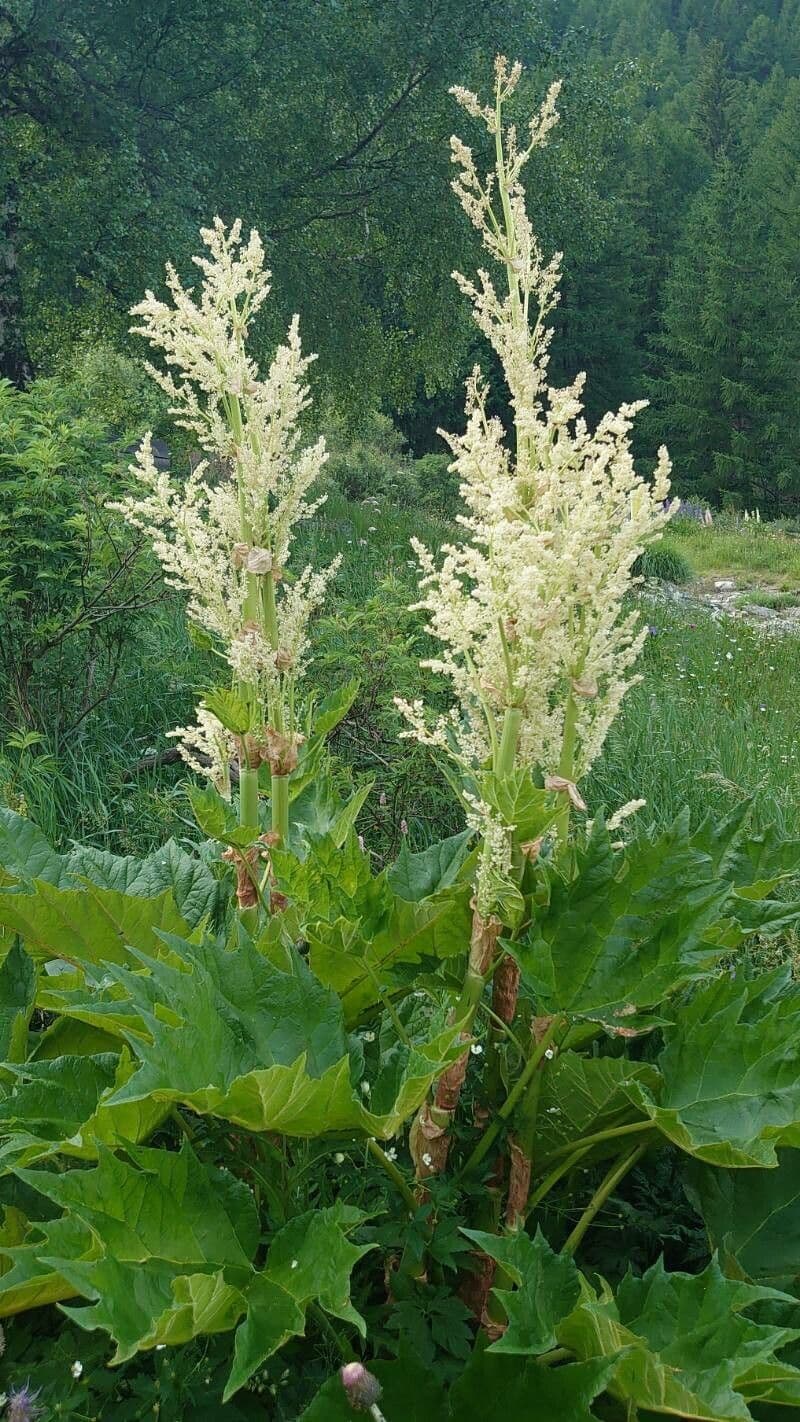 Rheum palmatum with massive hand-shaped leaves and red flower spikes