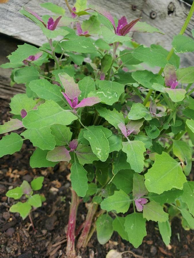 Chénopode couleur d'amarante en pleine croissance avec de grandes feuilles et des fleurs pâles