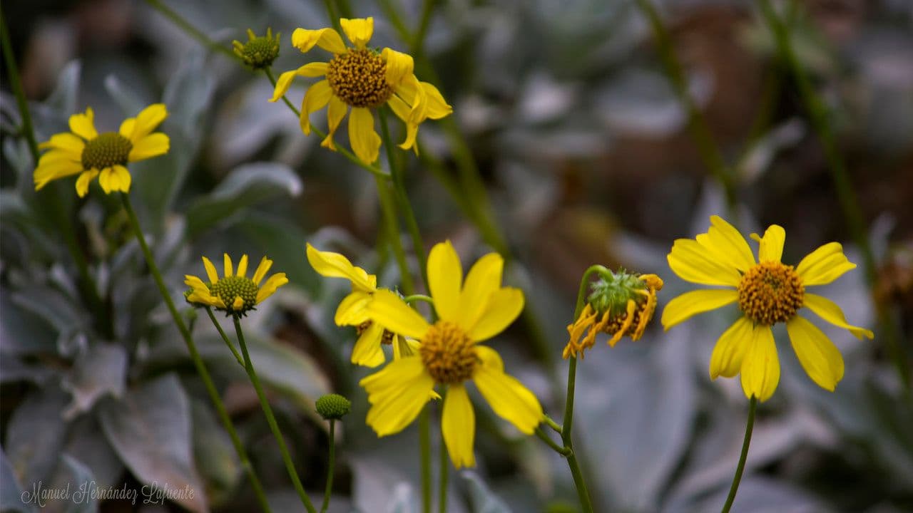 Brittlebush (Encelia farinosa) met gele bloemen en zilverige bladeren in volle zon