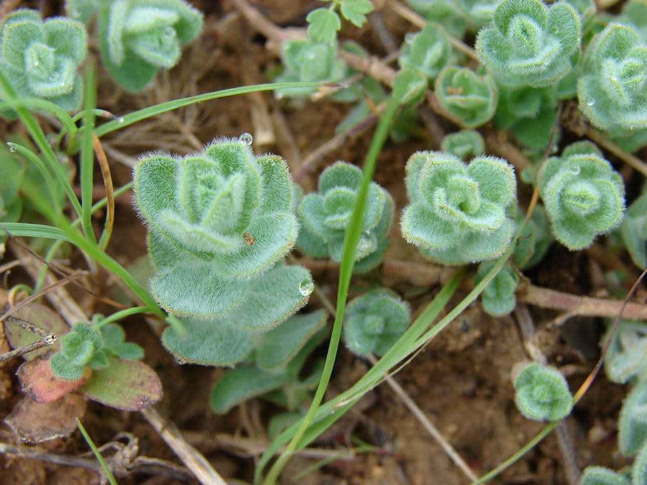 Hypericum tomentosum behaartes Johanniskraut mit goldgelben Bluten