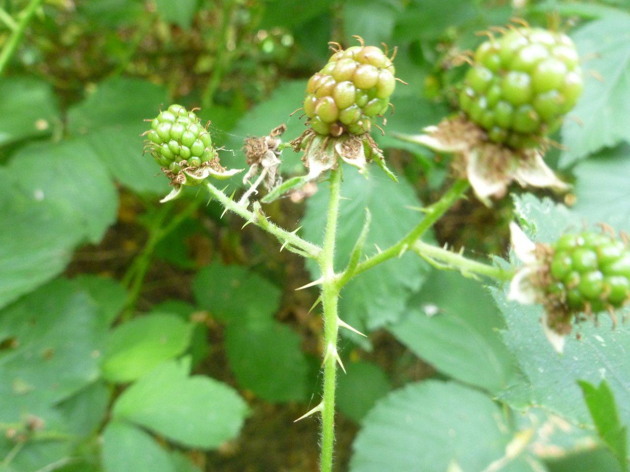 Long-prickled bramble with broad thorns and white flowers growing in a naturalistic garden