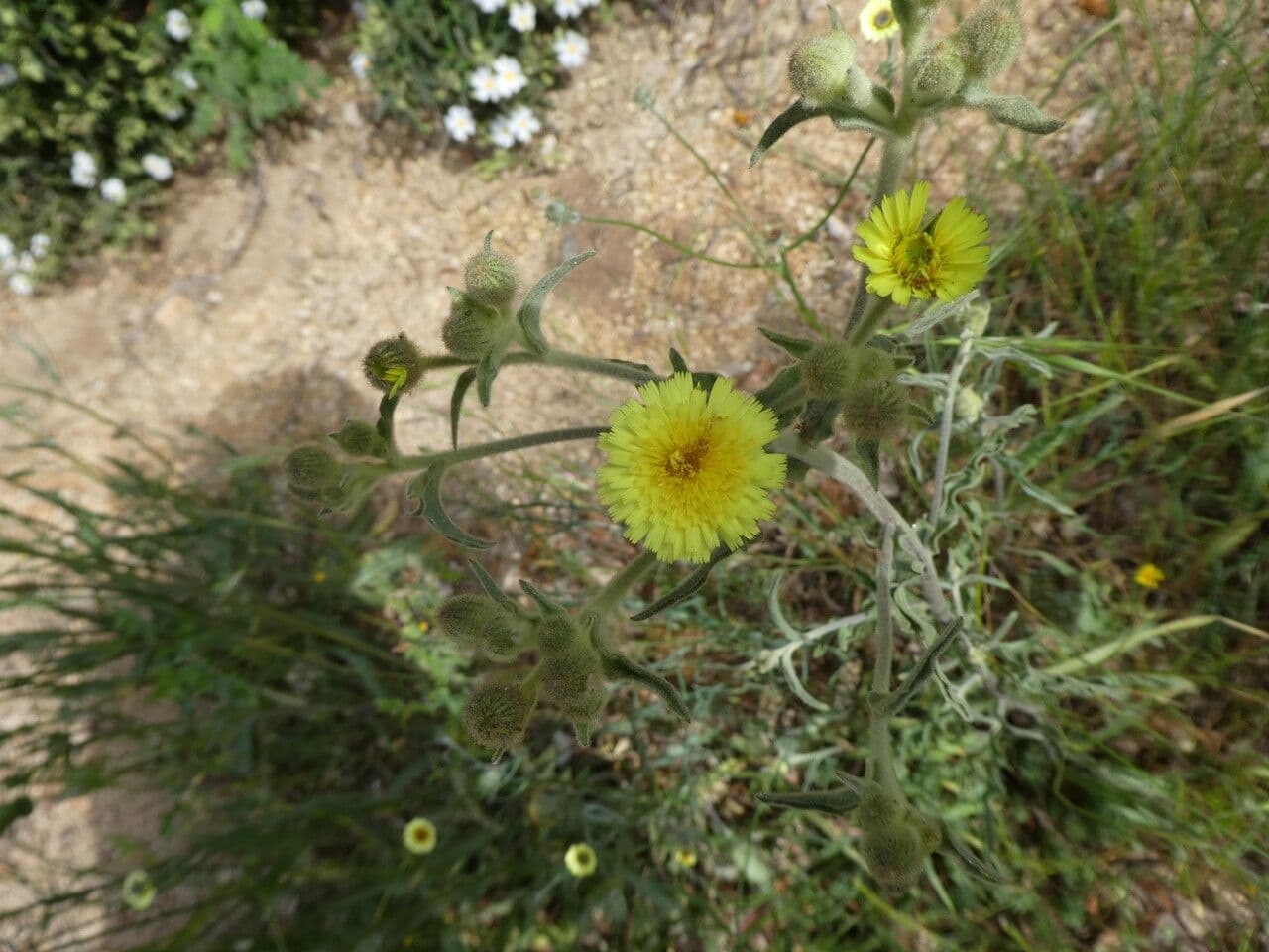 Andryale a feuilles entieres avec fleurs jaunes brillantes