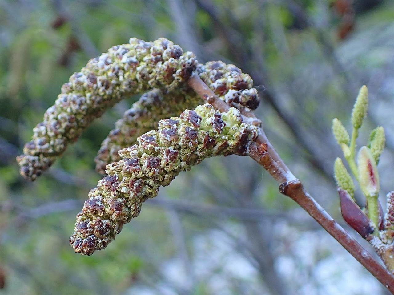 Groene Els in natuurlijke omgeving met fris groen bladwerk en hangende kattenstaarten