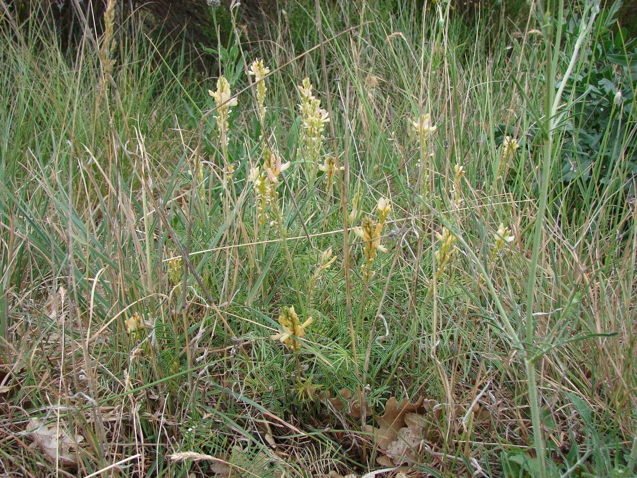 Onobrychis saxatilis Felsen-Esparsette in Bluete auf Kalkgestein