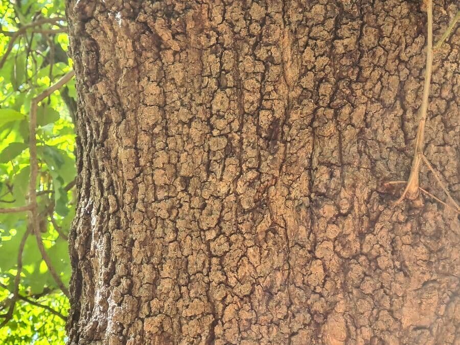 Quercus castaneifolia: groen bladerdak op zomerdag