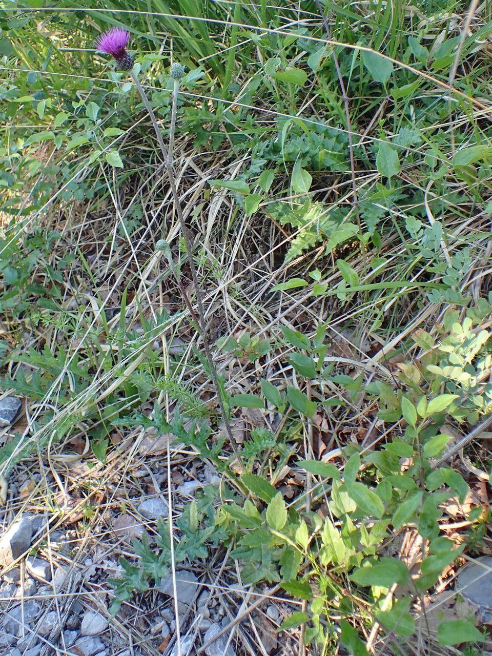 Lila Blütenkopf der Knollen-Kratzdistel in voller Blüte auf sonnigem Hang