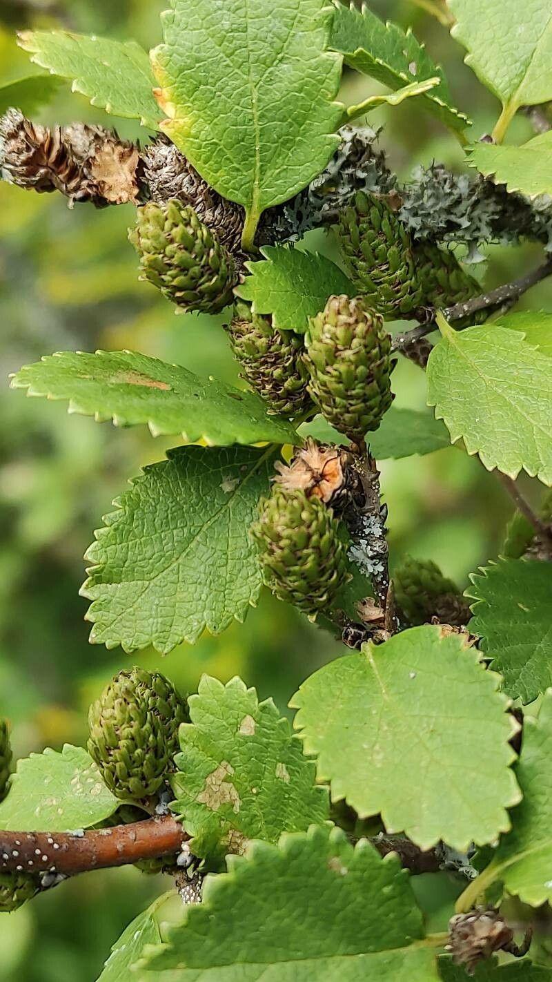 Betula humilis im Frühjahr mit hellgrünen Blättern und hängenden Kätzchen vor schattigem Hintergrund