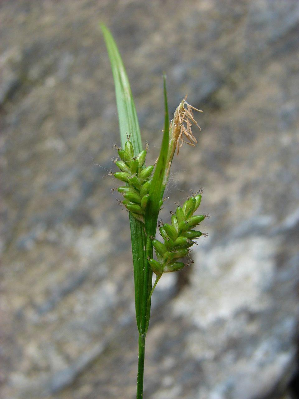 Bleich-Segge (Carex pallescens) in einer feuchten, schattigen Beetkante mit Farnen und Moos