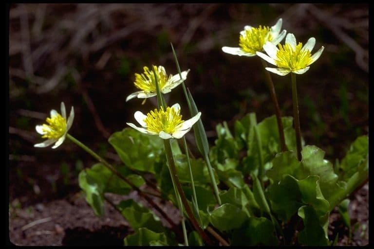 Weiße Bluten von Caltha leptosepala in Bergwiese