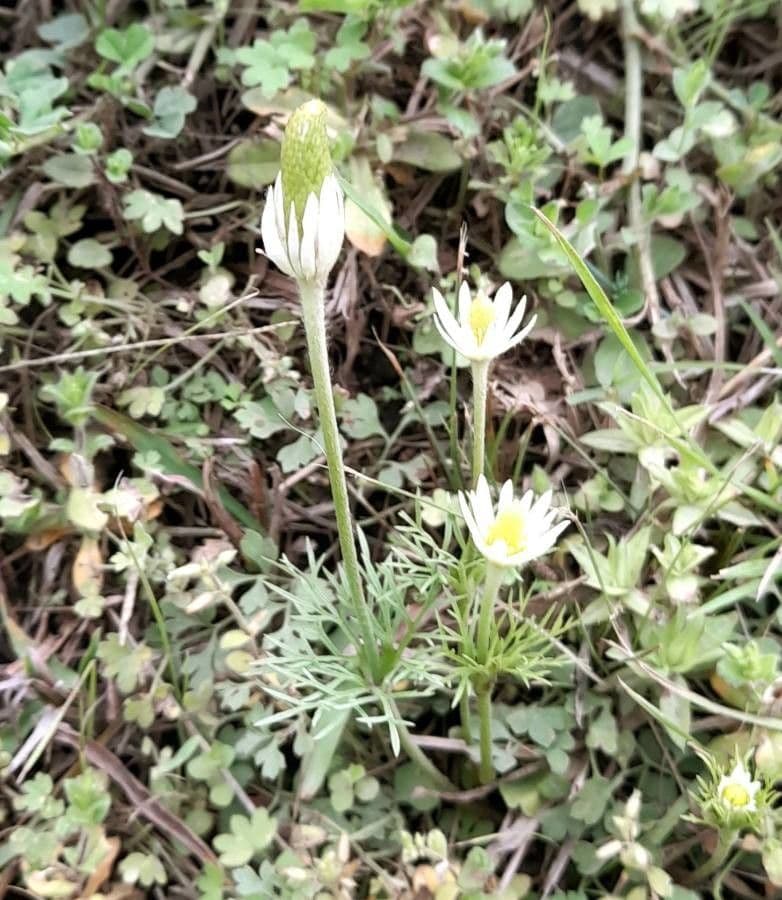 Anemone decapetala displaying delicate white flowers in mountainous setting