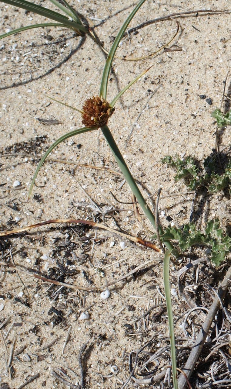 Jonc nain à bractées avec minuscules inflorescences en tête sur très courtes tiges