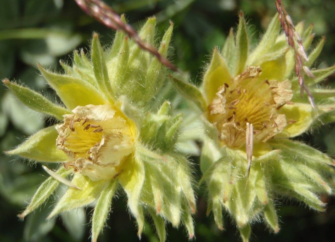 Potentilla grammopetala bloemen met smalle bloembladen