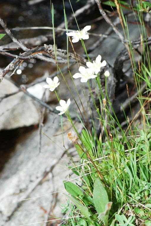 Parnassia fimbriata met witte gebloesemde bloemen bij een beekje in de bergen