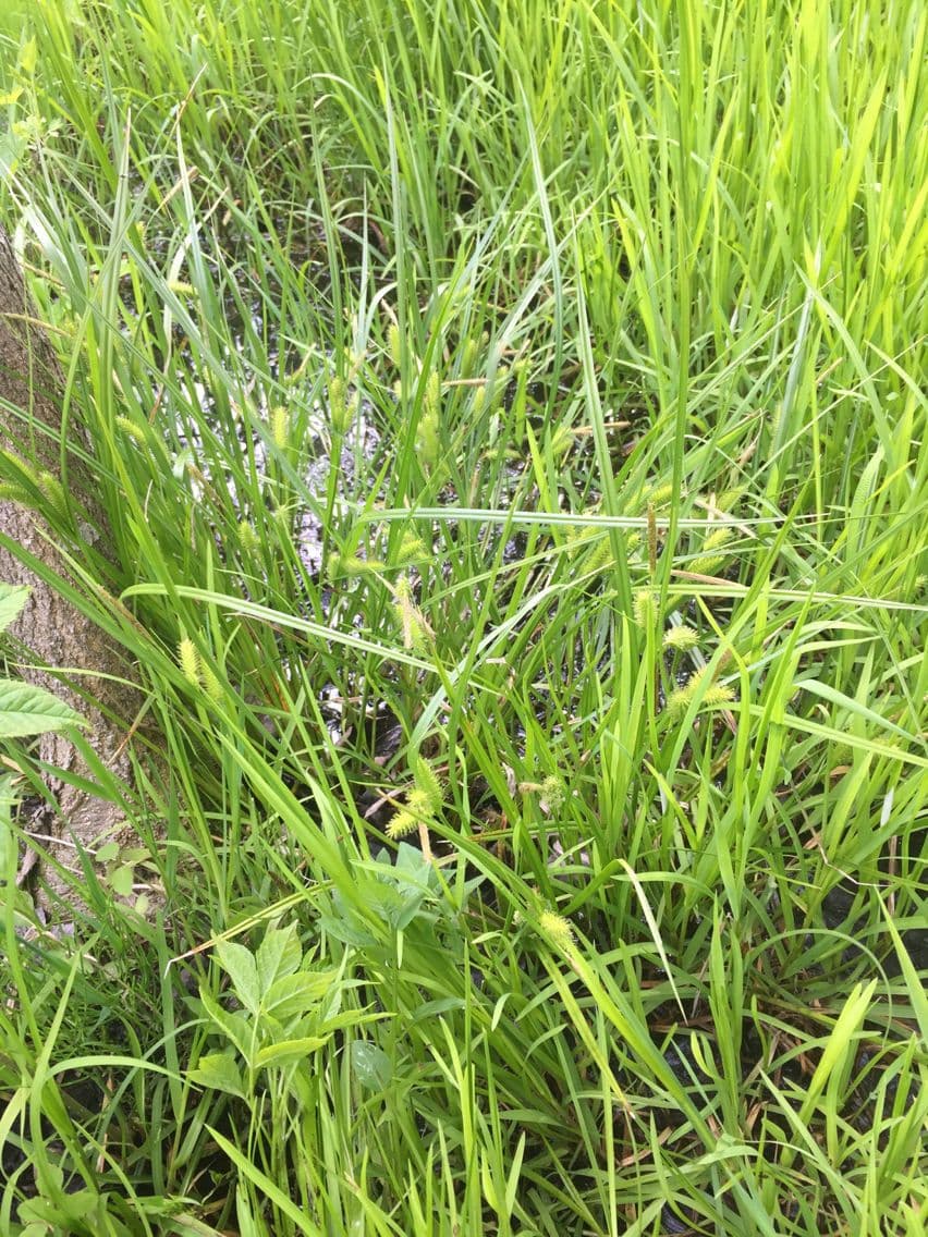 Bottlebrush sedge with distinctive bottlebrush-like flower spikes