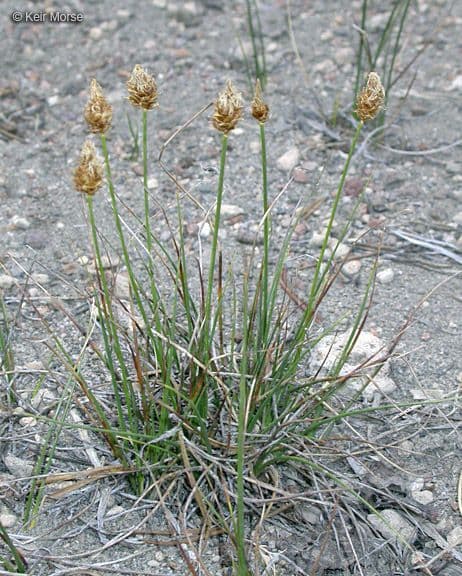 Brewer's sedge in its natural growth pattern