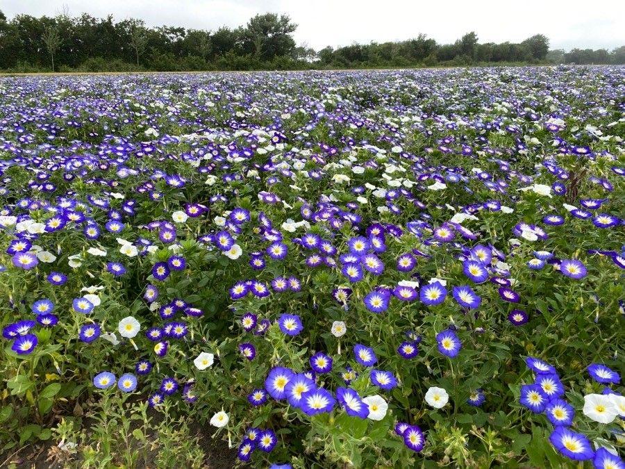 Dreifarbige Winde mit blauen Blüten klettert an einer sonnigen Steinmauer entlang