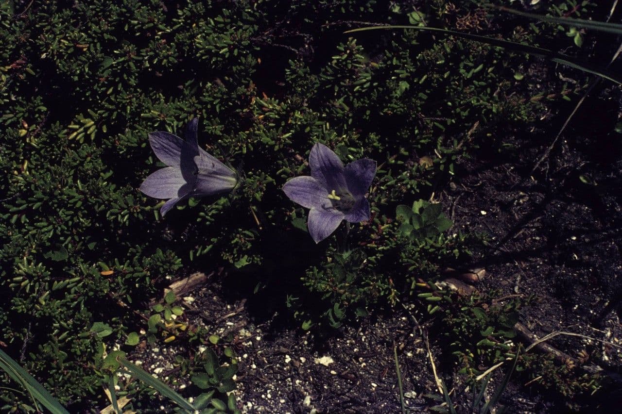 Campanula lasiocarpa with delicate purple flowers in mountain environment
