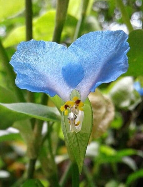 Benghal dayflower displaying characteristic blue-violet flowers and green foliage