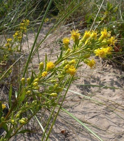 Klebrige Goldrute (Solidago simplex) mit einfachen Blütenrispen in alpiner Landschaft