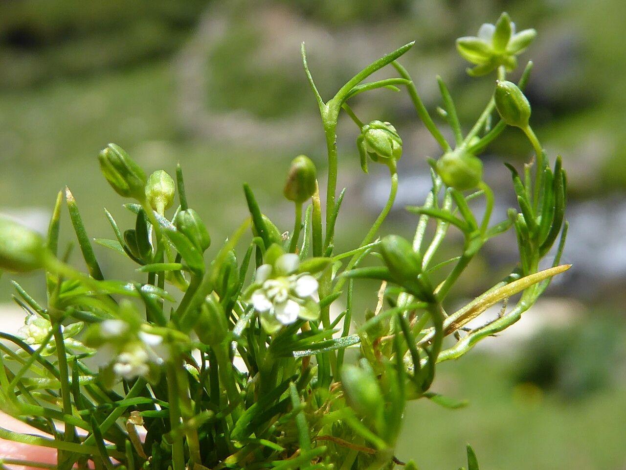 Sagina saginoides, ein kriechendes grünes Polster mit kleinen weißen Blüten, wächst zwischen Steinen in einem alpinen Garten.