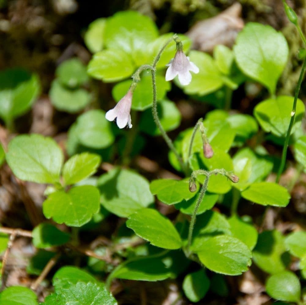 Linnaea borealis-Blüten