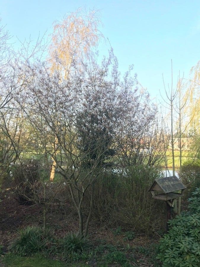 Amelanchier laevis glad krentenboompje met witte bloemen