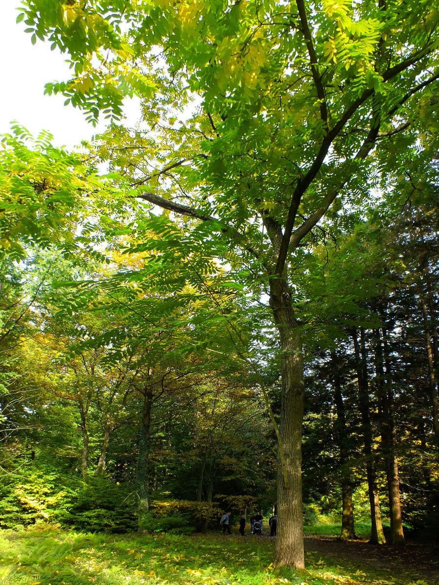 Juglans mandshurica boom met karakteristieke bladeren en vruchten