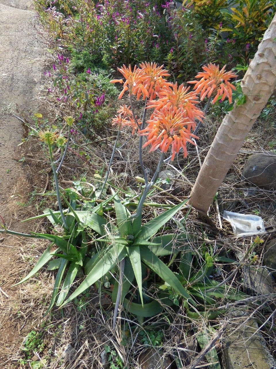 Purple aloe plant