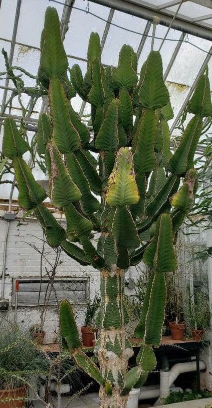 Euphorbia cooperi (kandelaarboem) met groene structuur
